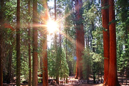 Sequoia National Park-Encuentro Taller